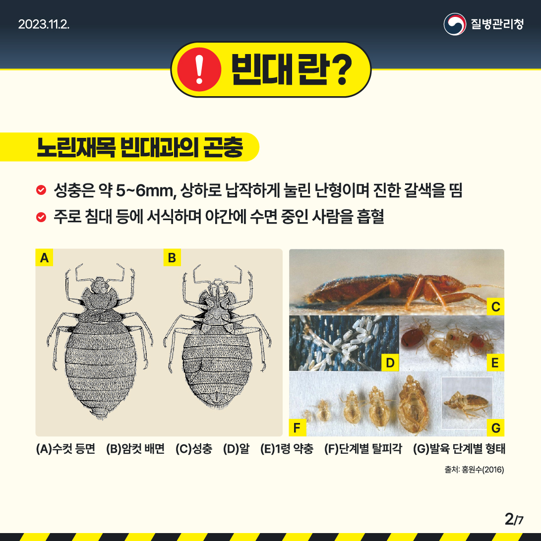 빈대 란? 노린재목 빈대과의 곤충 성충은 약 5~6mm, 상하로 납작하게 눌린 난형이며 진한 갈색을 띰 주로 침대 등에 서식하며 야간에 수면 중인 사람을 흡혈